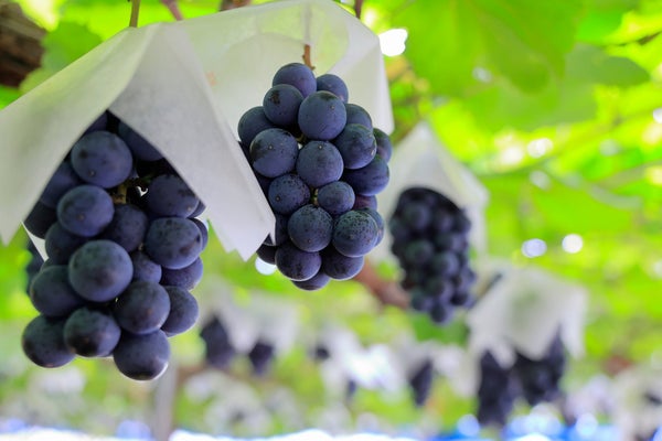 『フルーツ王国山梨で旬のフルーツ食べ放題 並ばずに楽しめる「桔梗信玄餅」詰め放題』【グランテラス筑西・下館・イオン下妻 出発】3